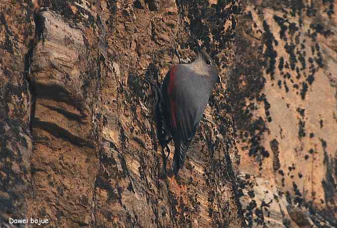 翩然红翅和十渡的那些鸟