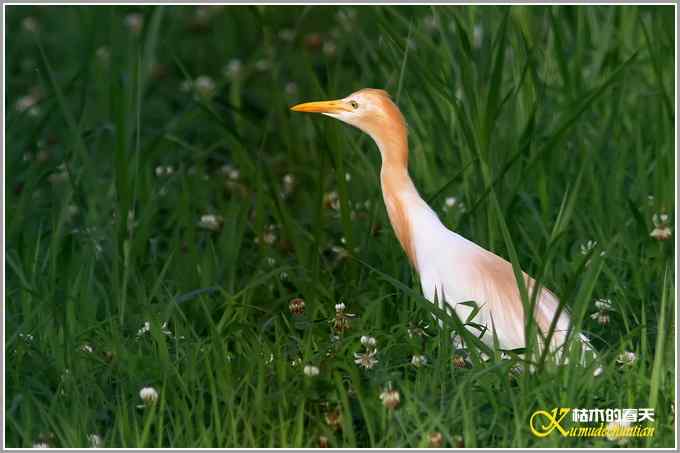最后一抹夕阳下的鈥溑１仇剽潯菊掌