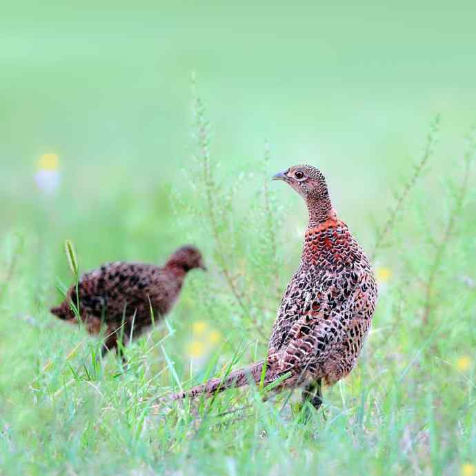 环颈雉（Phasianus wbrcolchicus）