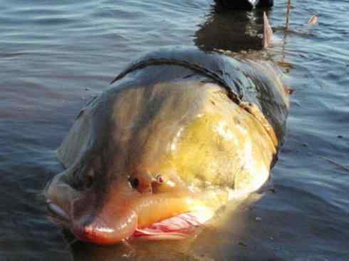 鱼类活化石：中华鲟