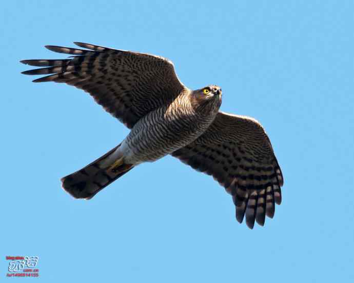 北京西山&nbsp;wbr路&nbsp;wbr金秋观猛