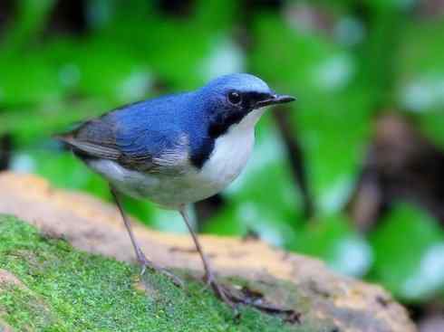 家禽驯化之源之二十七