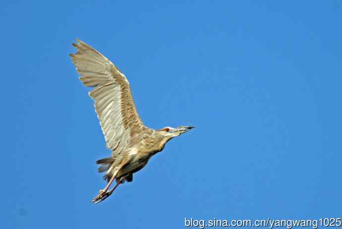 飞(夜鹭)57 飞(夜鹭)57