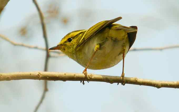 可爱好动的黄腰柳莺（组图）