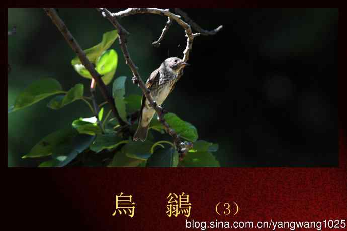 北京天坛公园的鸟类——烏鶲(3)