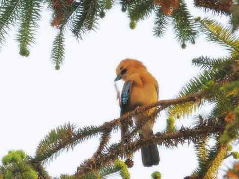 家禽驯化之源之二十九