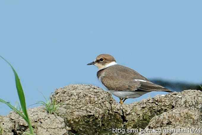 沙河水库.可爱小鸟环颈鸻