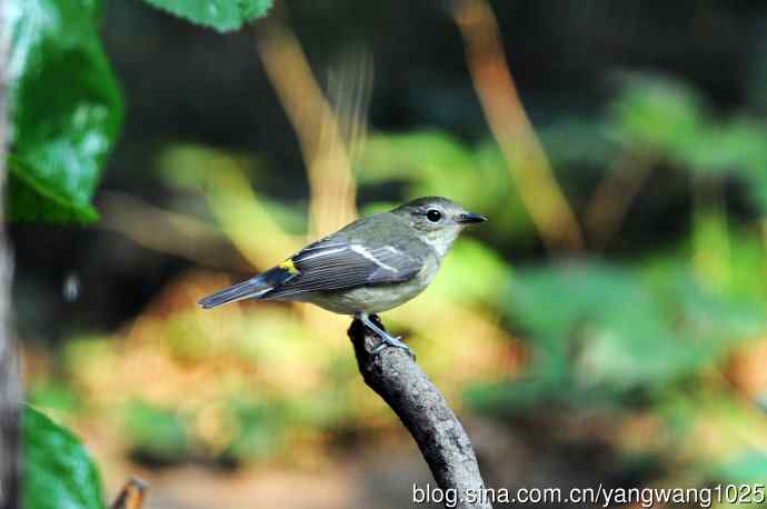 雌性白眉姬鹟(10) 雌性白眉姬鹟(10)