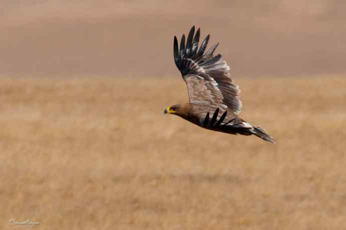 草原追梦. 邂逅迎宾草原雕