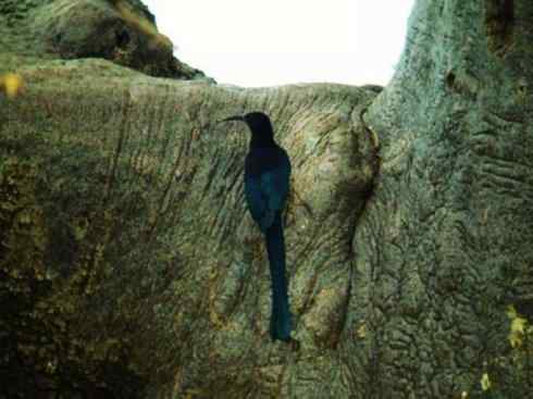 绝色攀禽:戴胜与林戴胜2 绝色攀禽:戴胜与林戴胜2