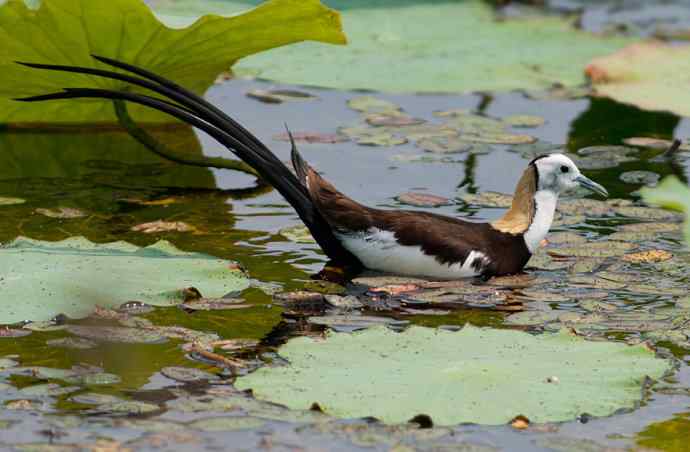 水雉：凌波一跃百媚生*