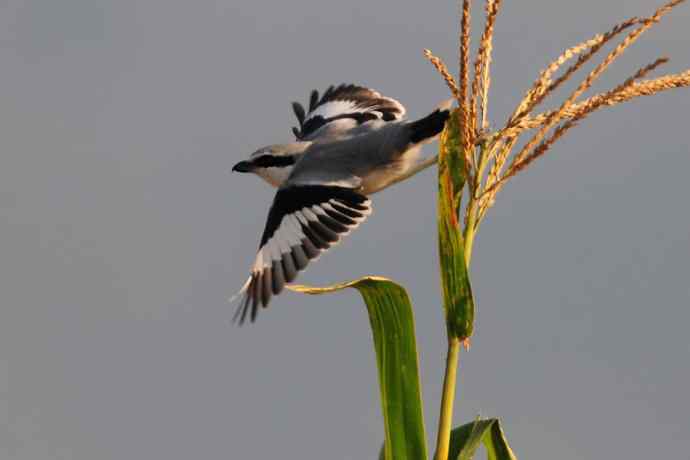 阿穆尔隼:野鸭湖黎明观猛* 阿穆尔隼:野鸭湖黎明观猛*