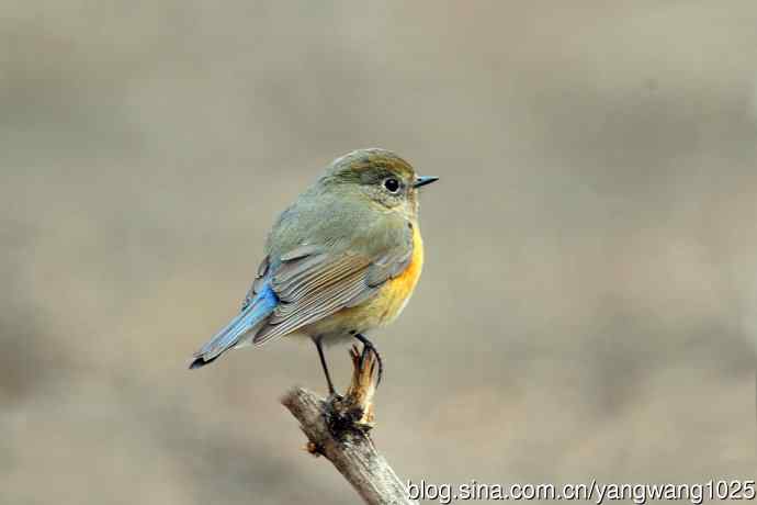 昨天好收获（雌性红胁蓝尾鸲）