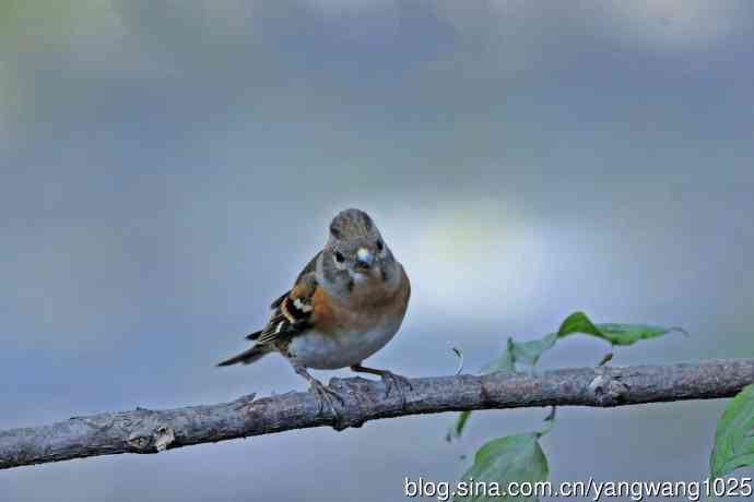 北京天坛公园的鸟类——燕雀（3）