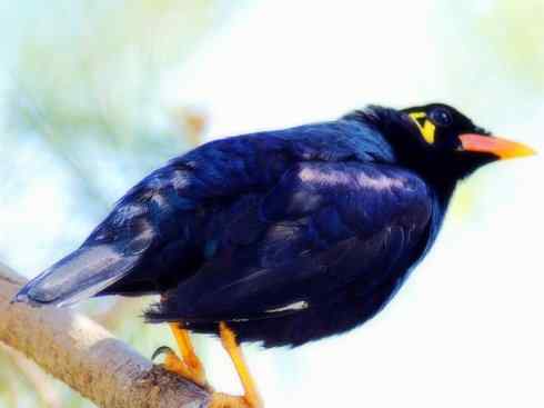 家禽驯化之源之十四