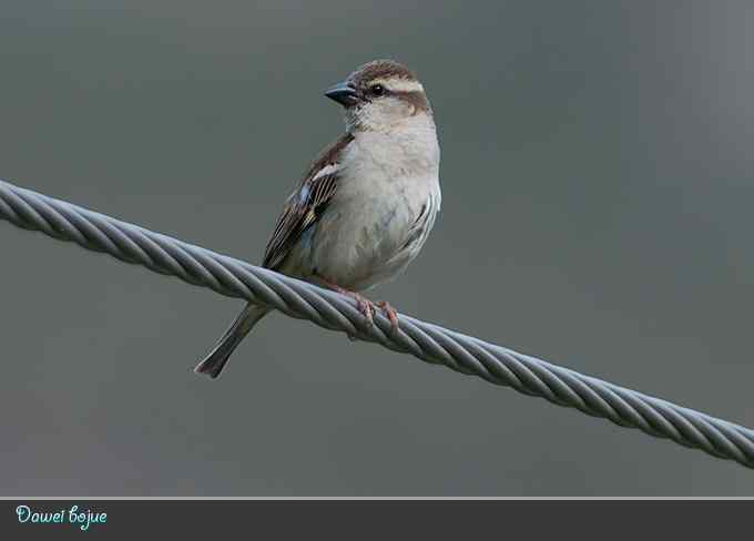 蓝矶鸫和沿河城的那些鸟