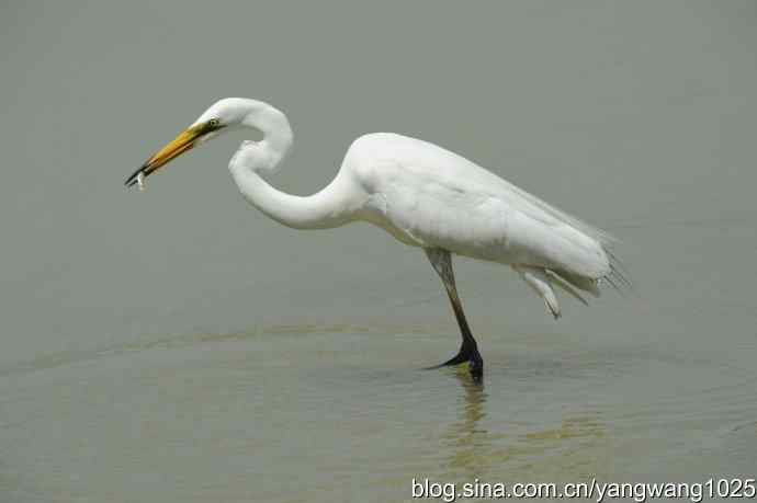 奥林匹克公园白鹭飞 wbr4