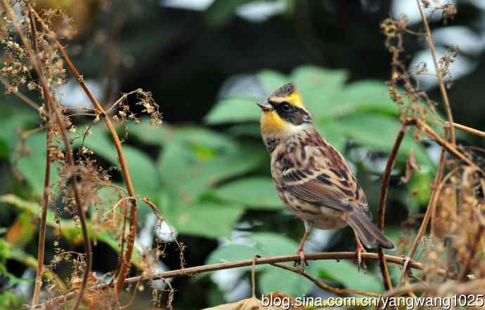 雌性黄喉鹀（5）