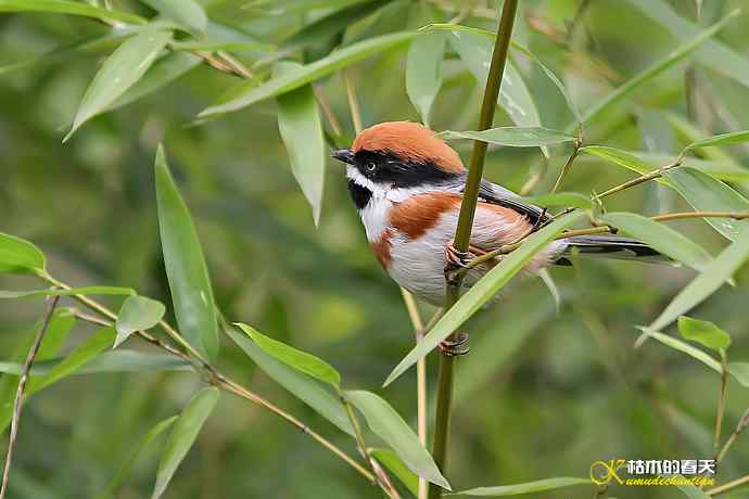 秋高气爽鸟悠然