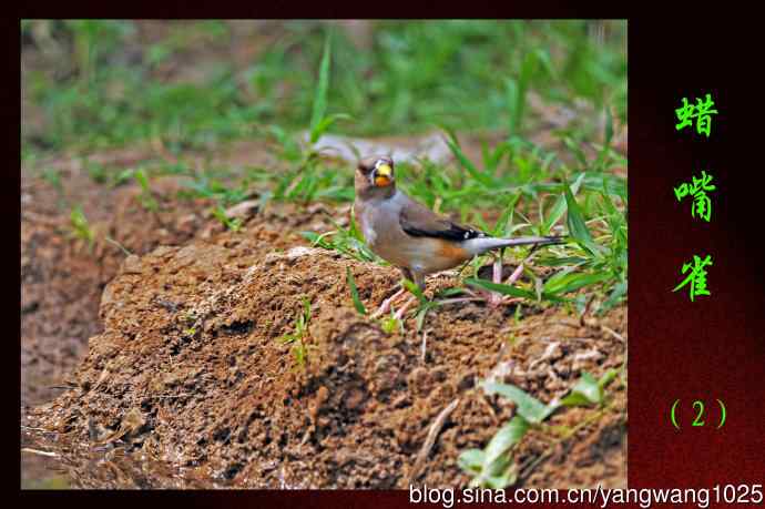 蜡嘴雀(2) 蜡嘴雀(2)