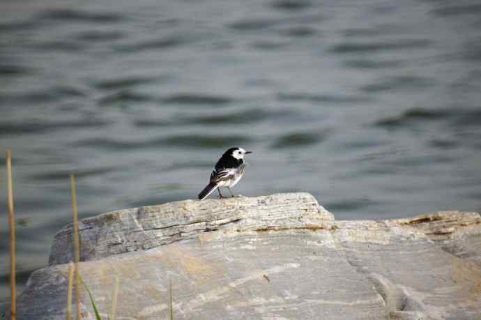 五一拍了几只鸟