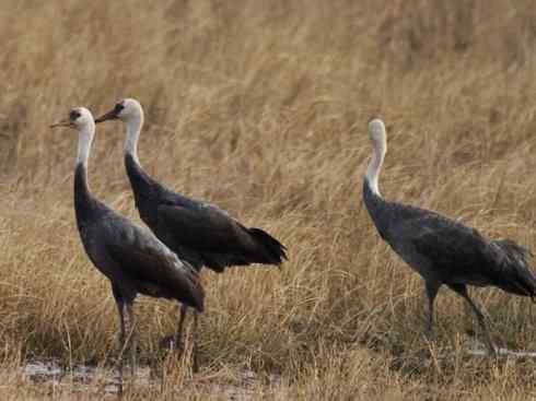 白头鸟系列：另类的美丽7（鸻鹬）