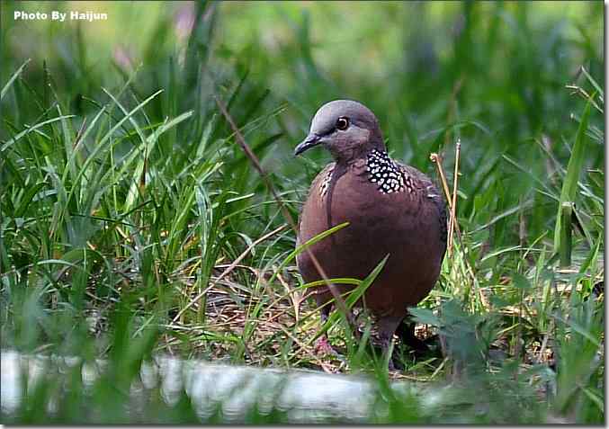  点击图片或使用键盘← →翻页