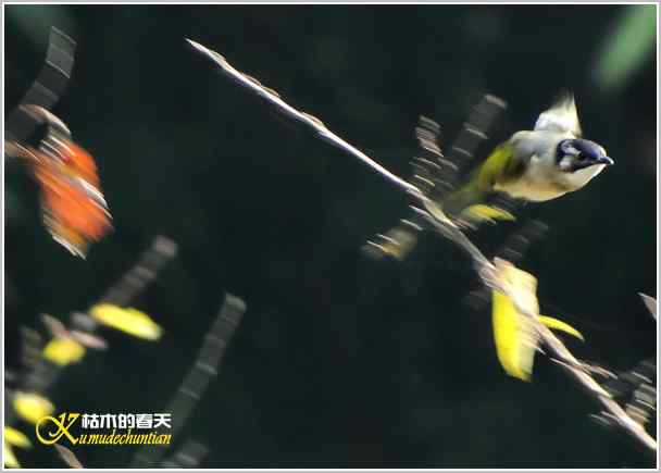 鈥湸蚰疋澦嫦搿菊掌