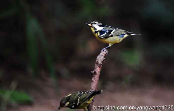 黄腹山雀（12）