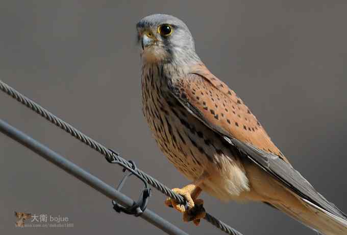 假日与家人一起愉快观鸟 假日与家人一起愉快观鸟