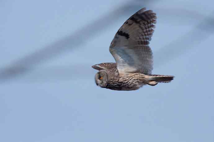 南海子湿地的长耳鸮 南海子湿地的长耳鸮