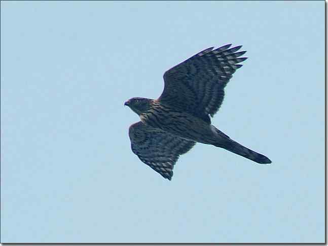 望京楼主峰雾蒙蒙续拍猛禽