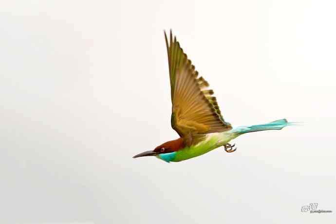 湖北大悟的蓝喉蜂虎