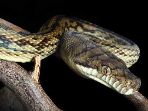 龙：传说的兽原型探秘（树蟒类）