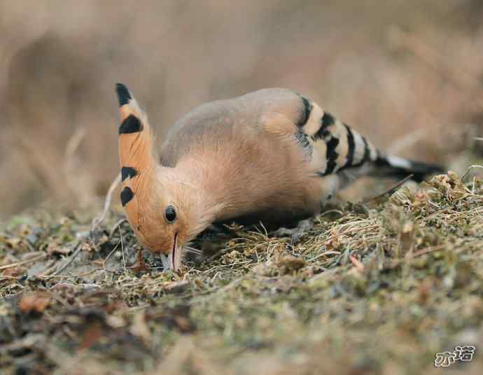 圆明园 wbr路 wbr戴胜 圆明园 wbr路 wbr戴胜