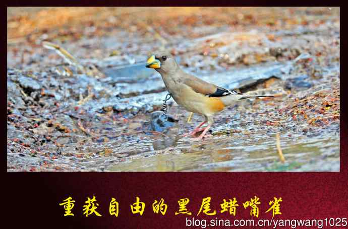 北京天坛公园的鸟类——重获自由的黑尾蜡嘴雀