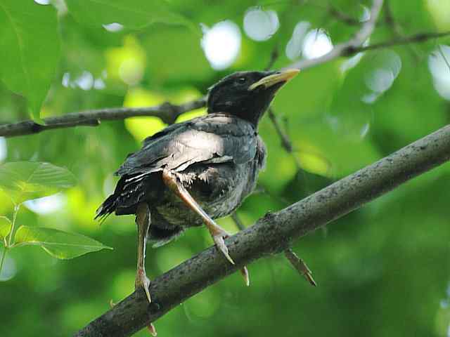 晕~ wbr这都啥鸟儿啊 晕~ wbr这都啥鸟儿啊