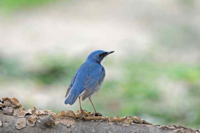 雄性蓝歌鸲（10）
