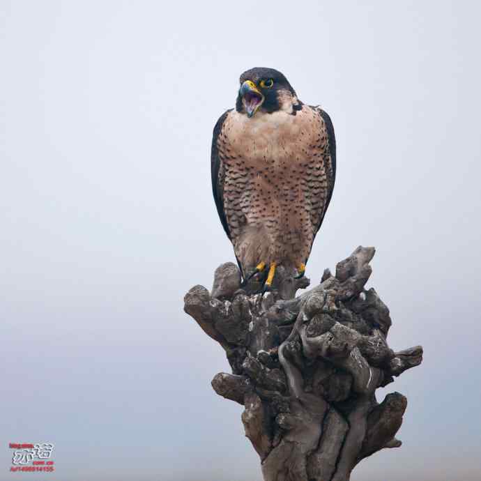 官厅水库&nbsp;wbr路&nbsp;wbr世界上飞行甚快的鸟：游隼