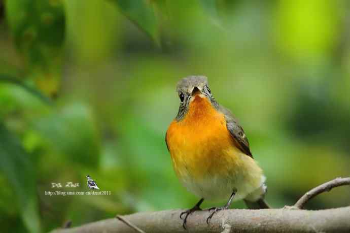萌鸟鈥斺旔都l贺双十一