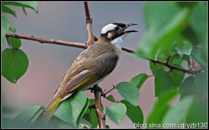 金海湖的鸟（2）——白头翁（组图）