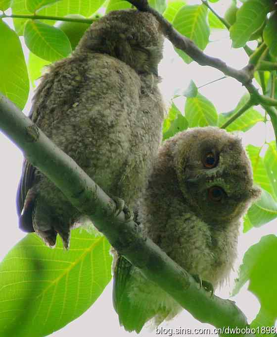 植物园六月的花鸟
