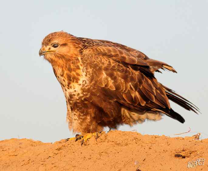 官厅水库&nbsp;wbr路&nbsp;wbr沐浴夕阳的大鵟