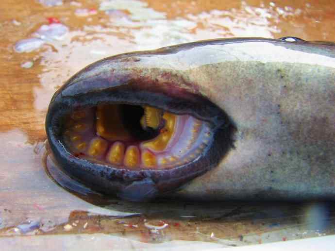 鱼类活化石：七鳃鳗