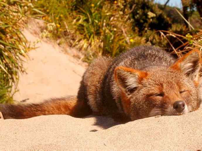 犬科：狐亚科伪狐属之阿根廷狐、山狐、达尔文狐