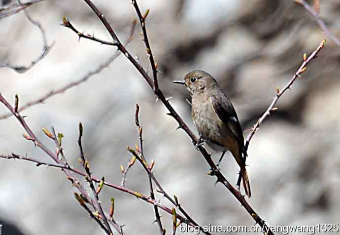 自然和谐的日坛公园（北红尾鸲）