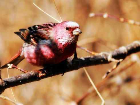 美丽无罪：雀鸟之雀类