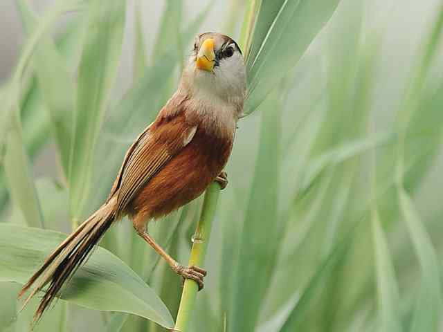 衡水湖印象(震旦鸦雀)
