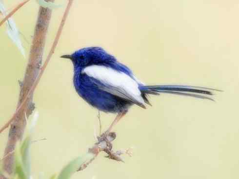 美丽无罪：雀鸟之鹩莺