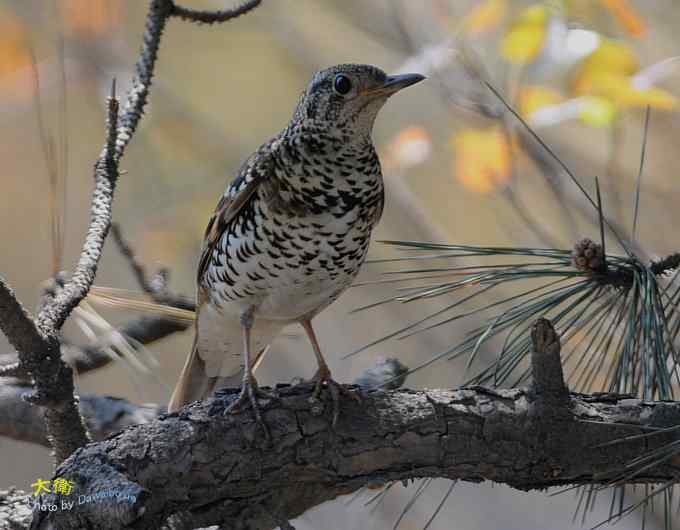 二鸫献寿:虎斑地鸫和宝兴歌鸫 二鸫献寿:虎斑地鸫和宝兴歌鸫